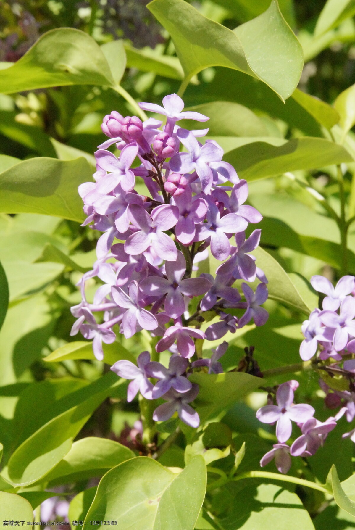 高清 丁香花 小清新 清新 淡雅花朵 植物花朵