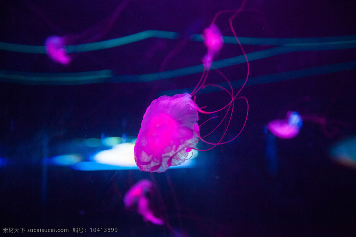 北京 海底 海洋 海洋生物 旅游 旅游景点 鲨鱼 北京海洋馆 主题乐园 现代建筑 鱼类 生物世界