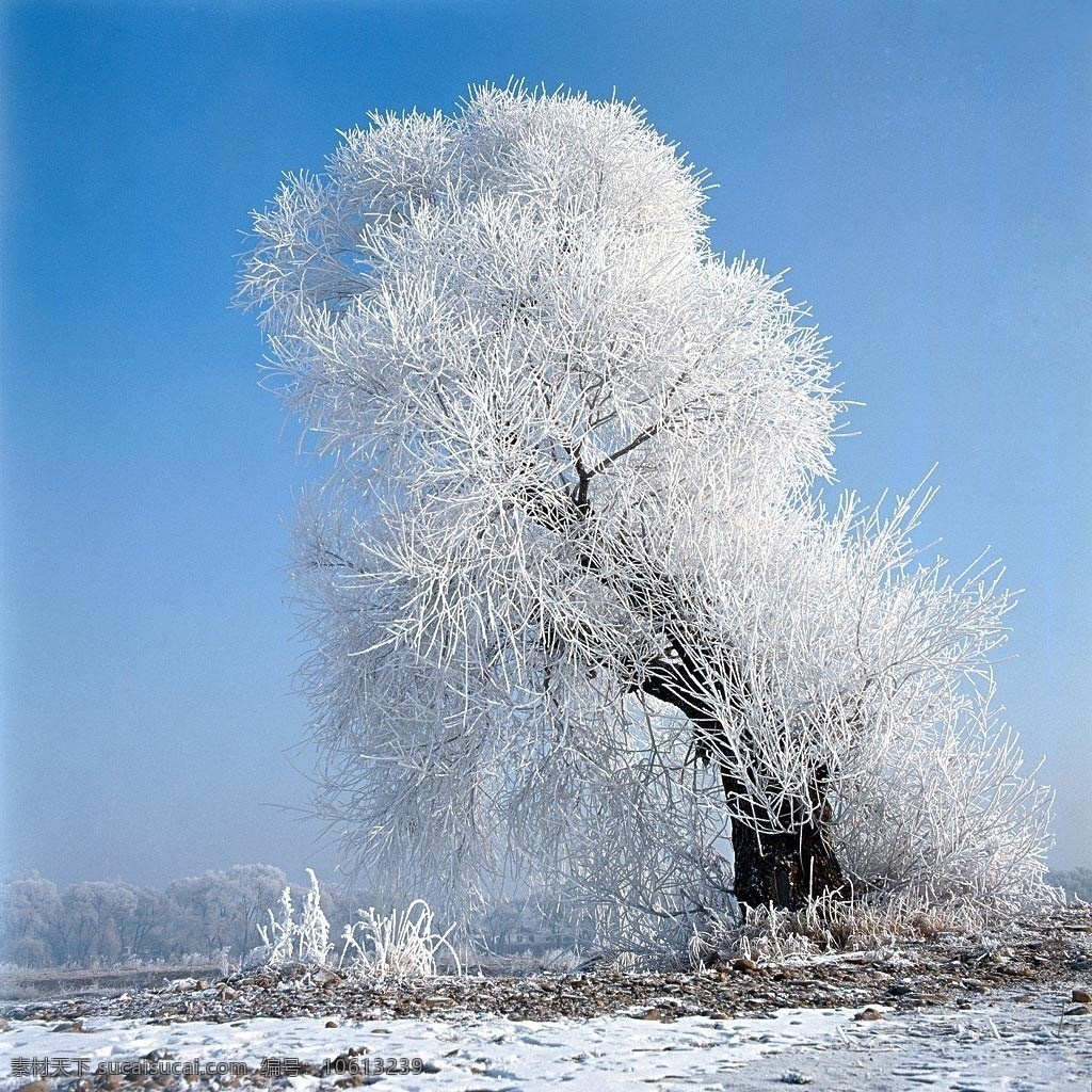 雪景免费下载 大地 大雪 冬季 冬天 冬天景色 树 雪 雪地 雪景 雪树 生物世界