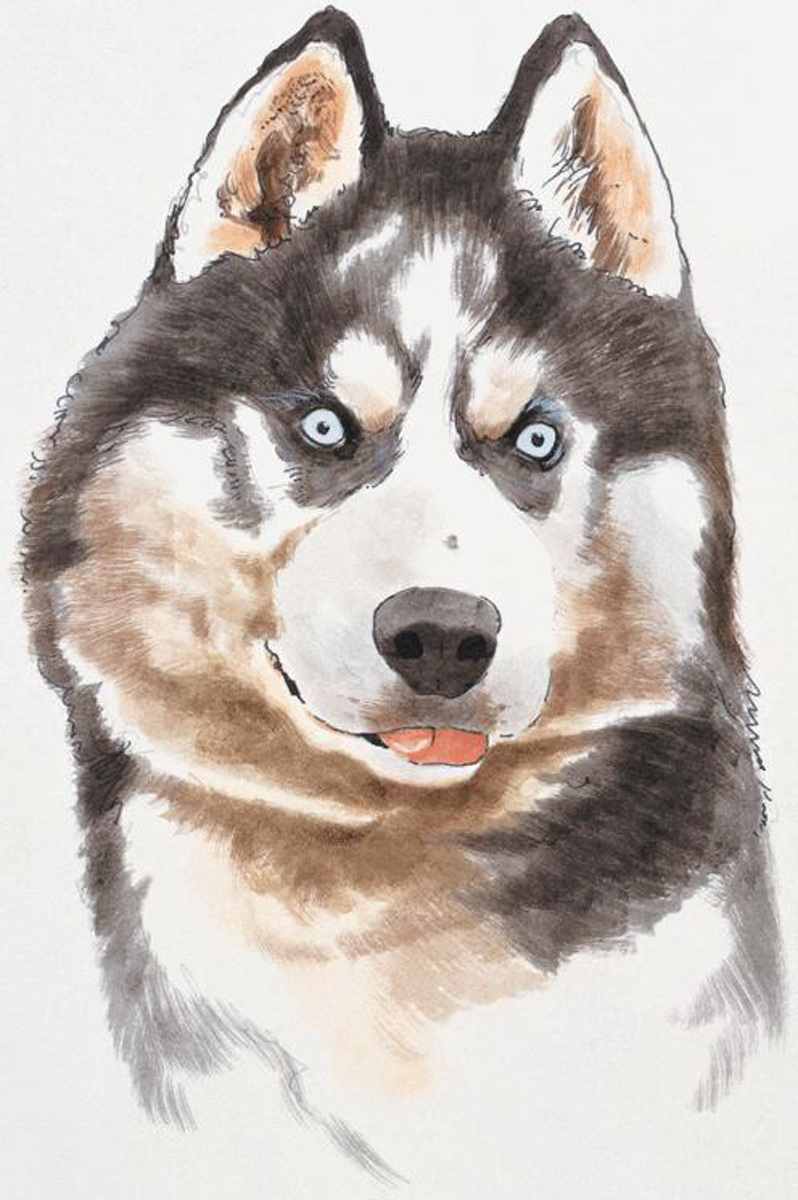 狼 动物插图 肉食动物13 设计素材 肉食动物 书画美术 白色