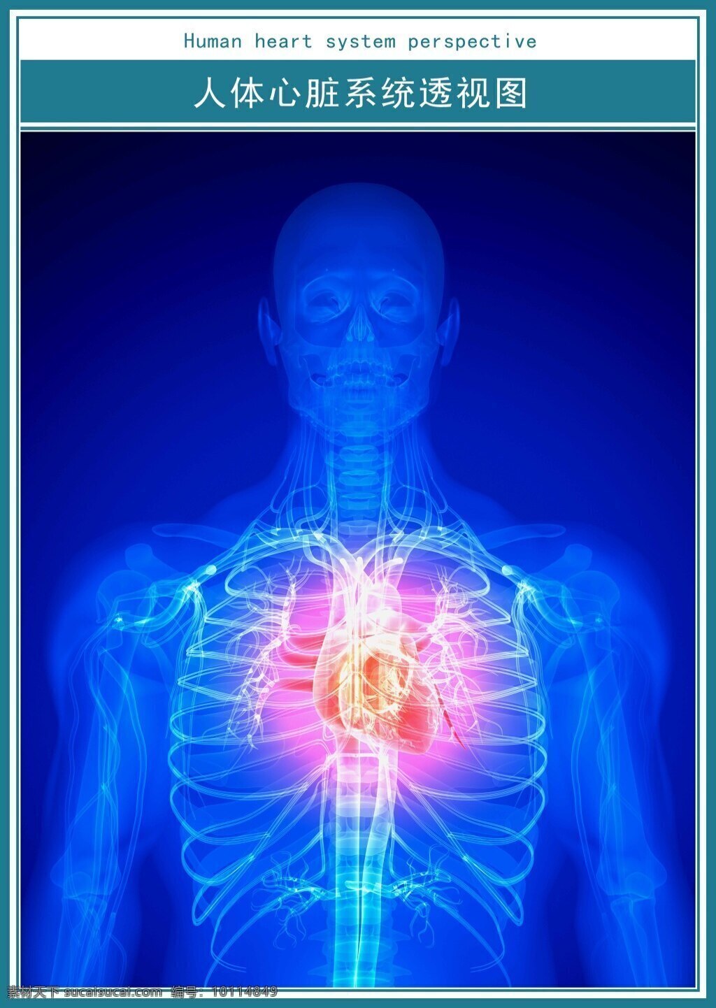 医学 科技 展板 人体 心脏 透视图 超 高清 医院 科技展板 超高清 蓝色