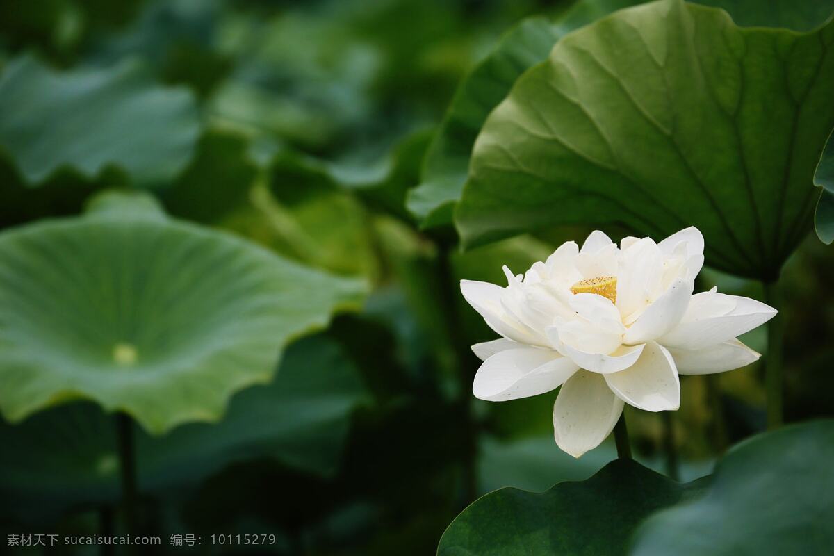 高清 唯美 白莲花 花朵 花卉 花草 荷花 白色