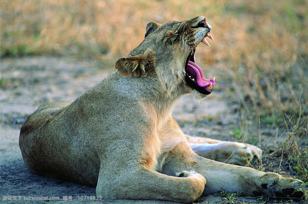 嚎叫 狮子 野生动物 动物世界 哺乳动物 摄影图 陆地动物 生物世界