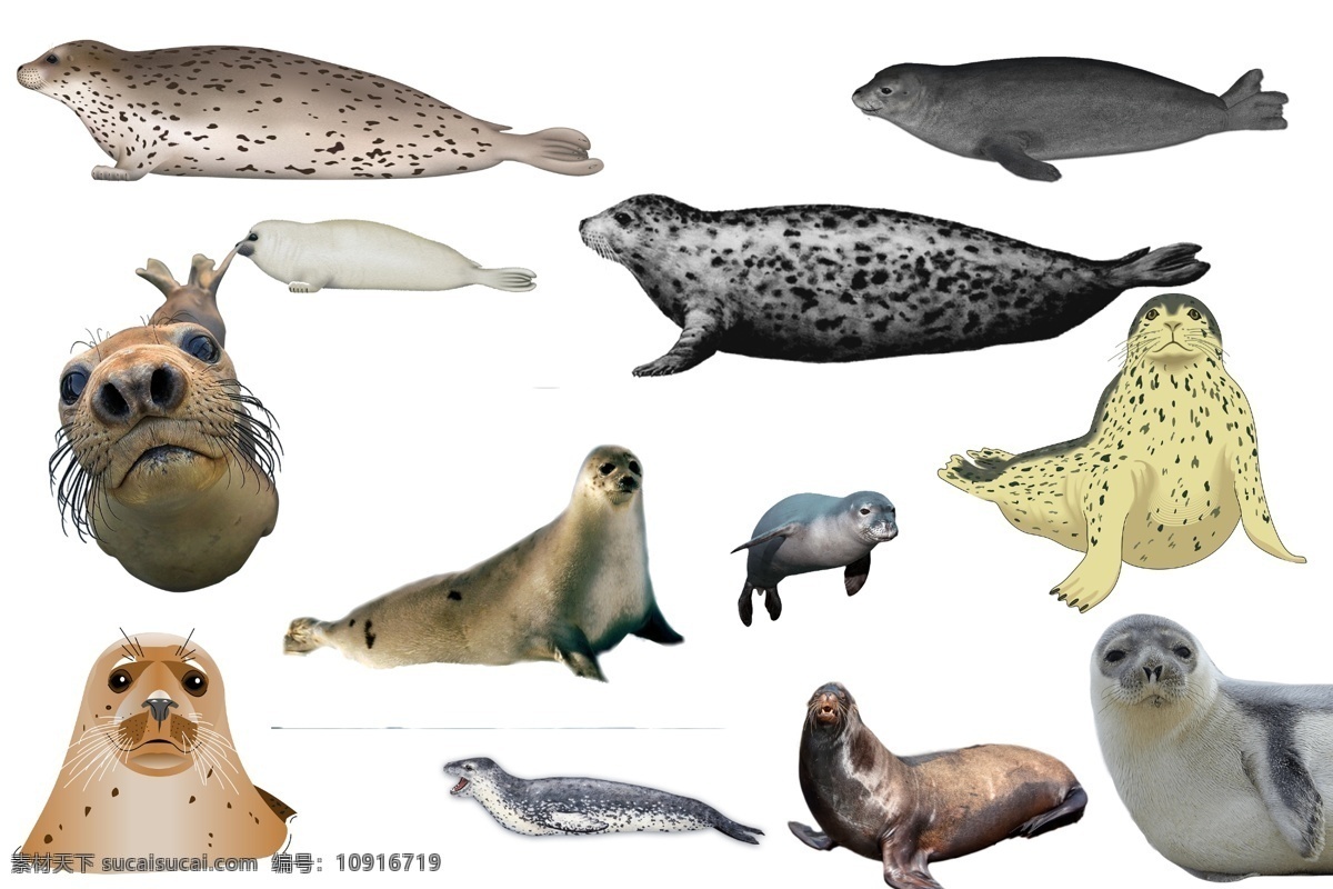 海狮 透明素材 png抠图 海豹 海象 斑海豹 灰海豹 环斑海豹 非 原创 透明 合 辑 分层