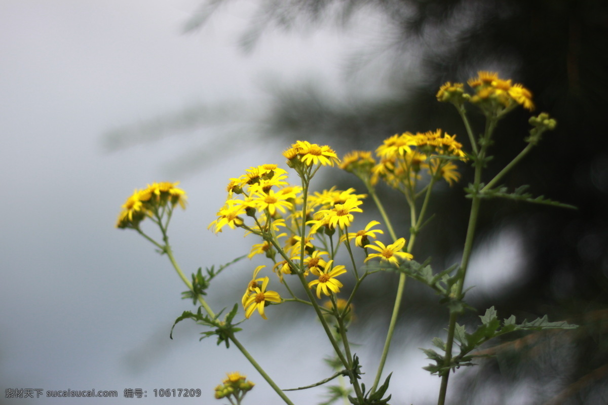 小黄菊 菊花 雏菊 黄菊 黄色 丽江 自然 花草 生物世界