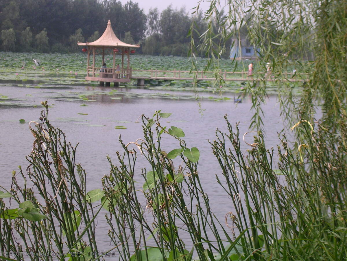 荷塘 风景 垂柳 碧叶 红荷 古亭 水廊 悠闲游客 飞鸟掠水 生活 旅游餐饮