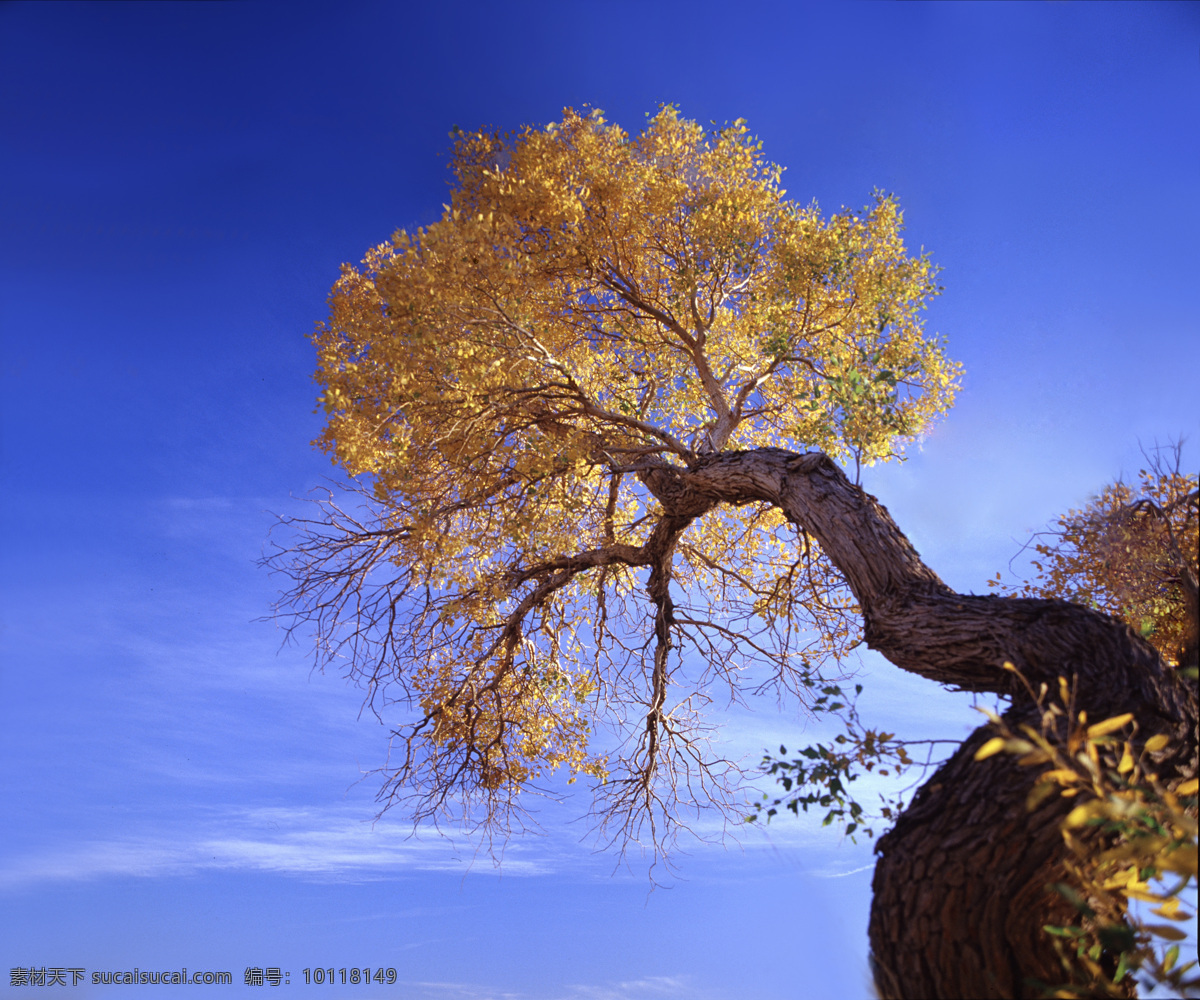 胡杨树 沙漠 内蒙 金黄 蓝天 旅游摄影 植物花 生物世界 树木树叶