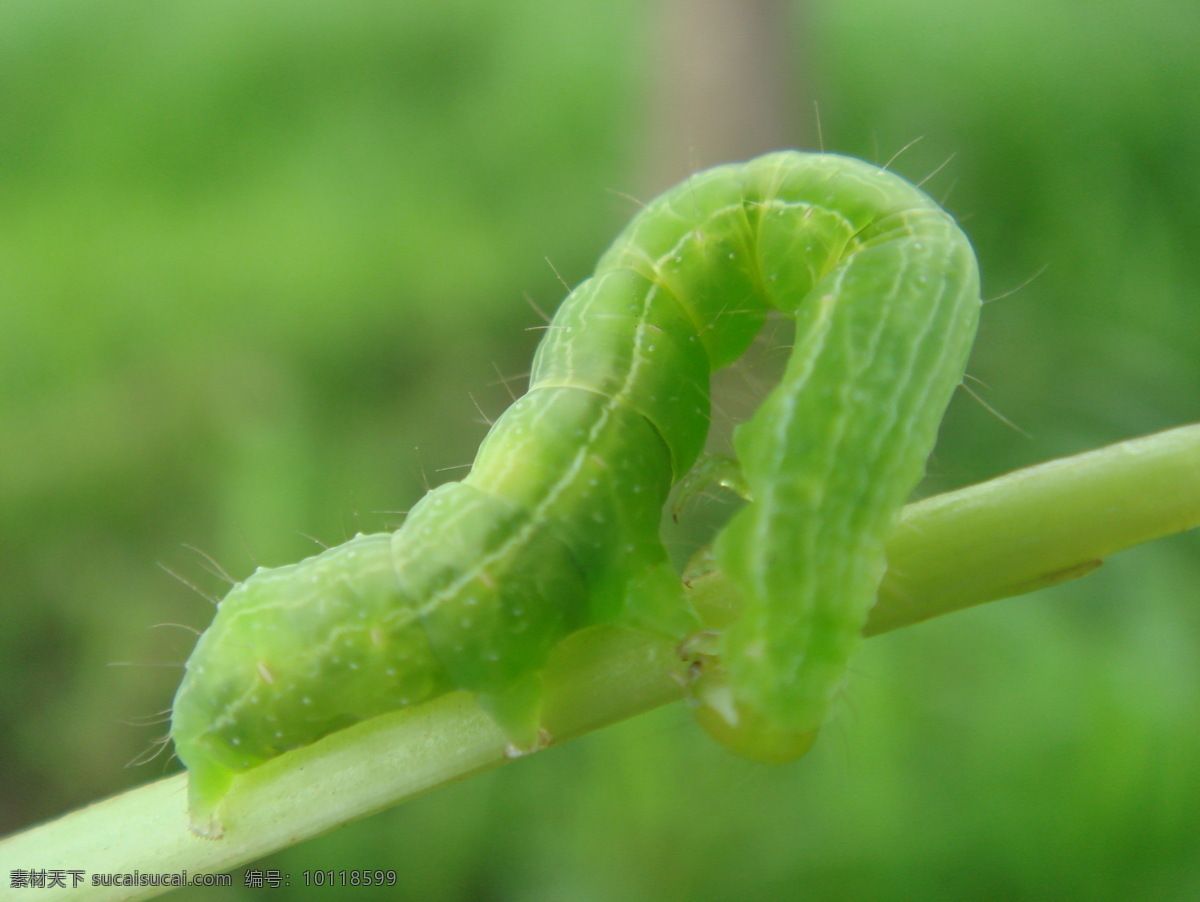 青 虫 s型 昆虫 绿色 生物世界 青虫 草杆 爬行 收缩