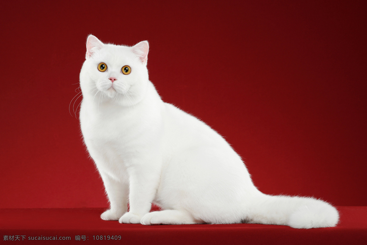 白色猫咪图片 可爱 宠物 动物 白色 猫咪 生物世界 家禽家畜