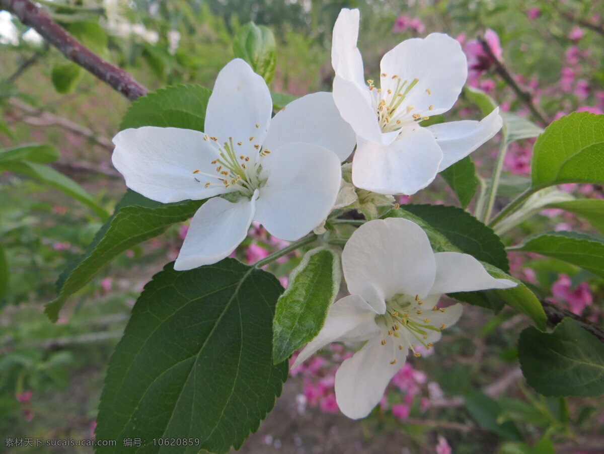 苹果花 美丽的苹果花 绿叶 苹果花儿 三朵苹果花 生物世界 花草 灰色