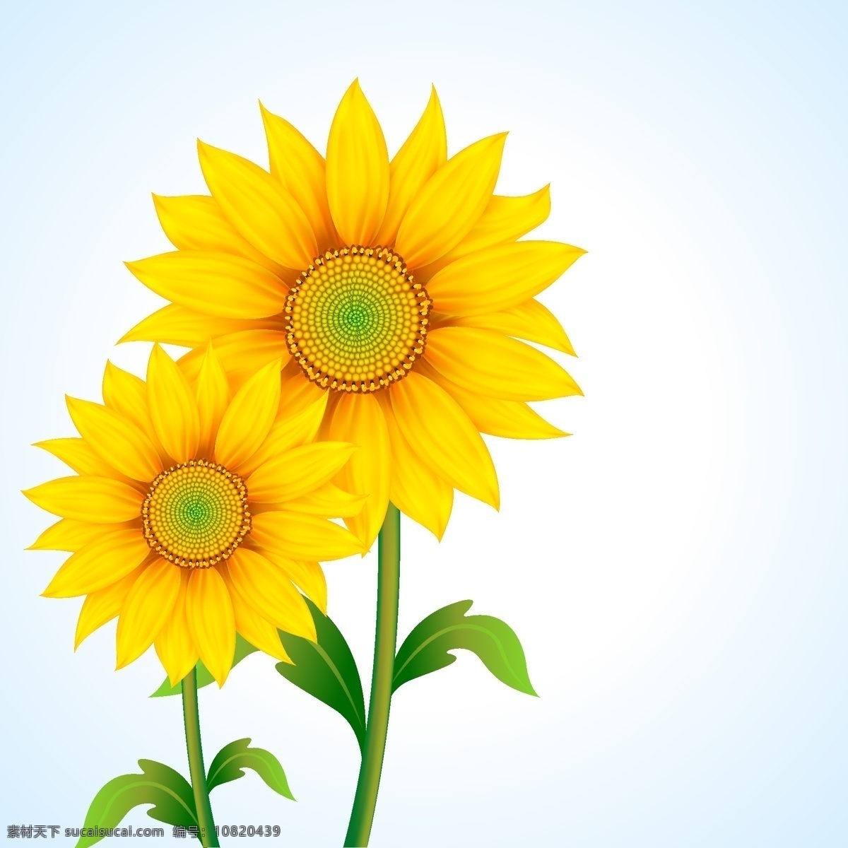 向日葵矢量 花 植物 向日葵 花矢量 黄色的话 秋天 黄 花卉矢量