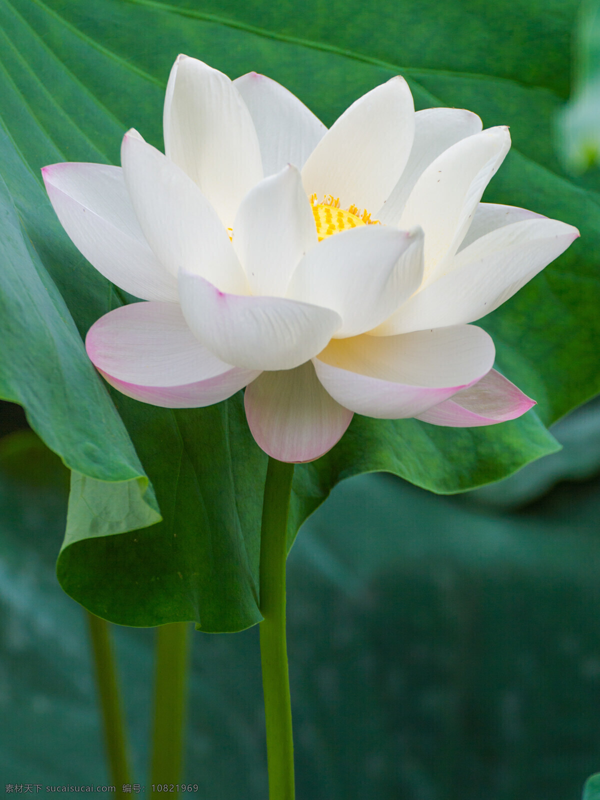 白色的荷花 白色 荷花 荷塘月色 三圣乡 夏季 生物世界 花草