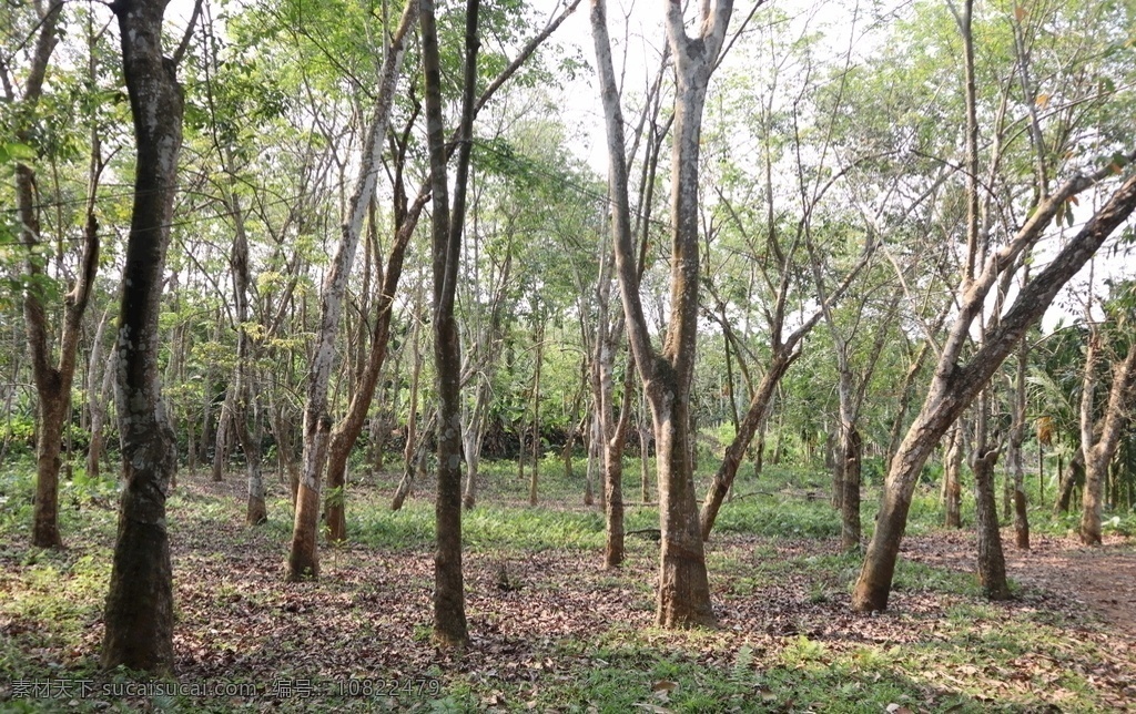 橡胶林 橡胶 树林 树 橡胶树 生物世界 树木树叶
