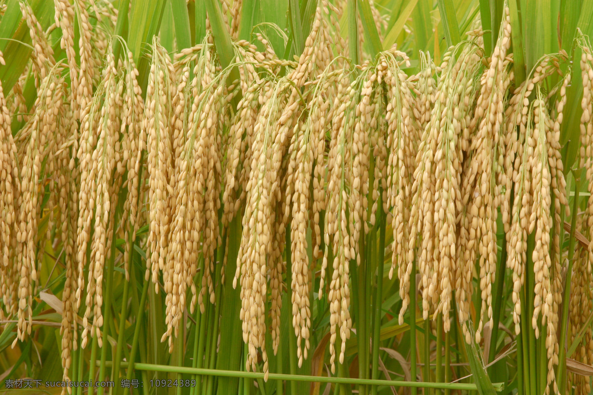 水稻 经济作物 谷子 农田 农民 抽穗 田园风光 自然景观