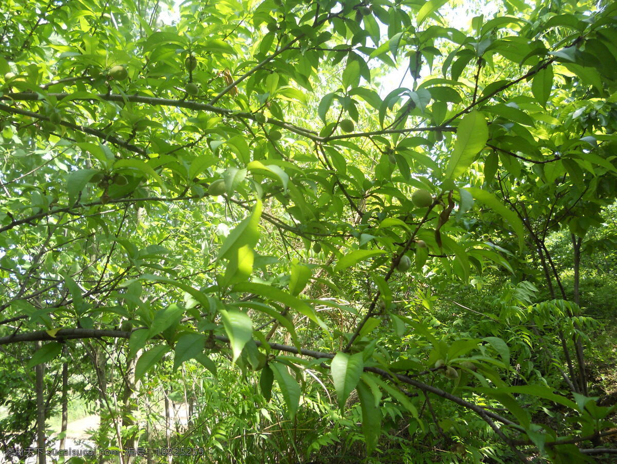 桃树 桃子 桃林 果实 植物 青桃 自然景观 田园风光