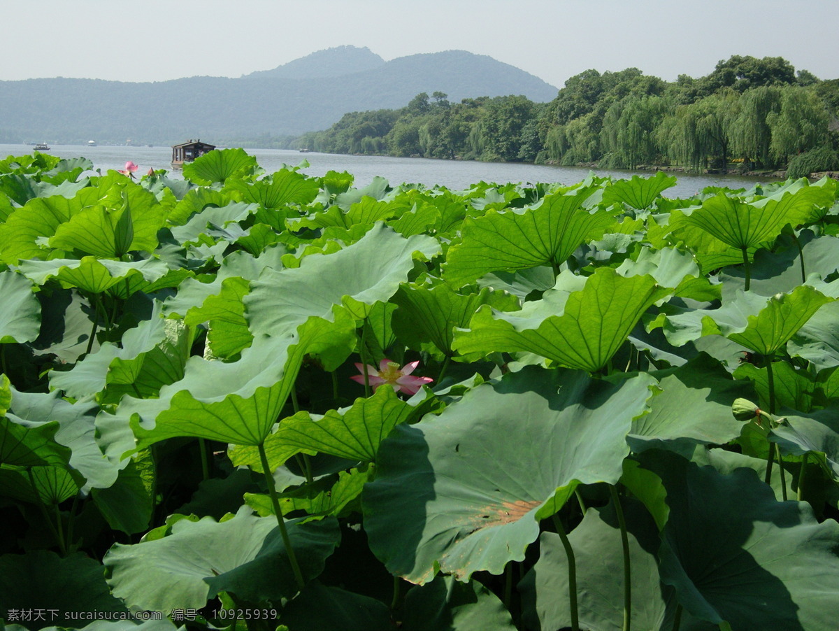 夏日 荷花 荷花池 荷花图片 湖水 湖水风景 树木 树木树叶 西湖 西湖风景 西湖风景图片 风景 生活 旅游餐饮