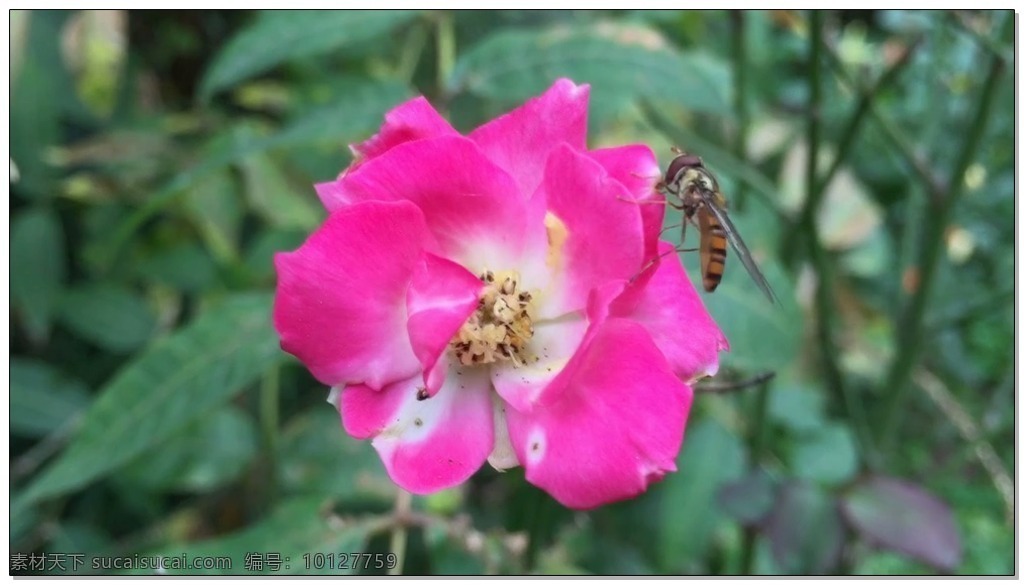 红花 蜜蜂 视频 高清视频素材 视频素材 动态视频素材 红色 花朵 鲜艳 特写