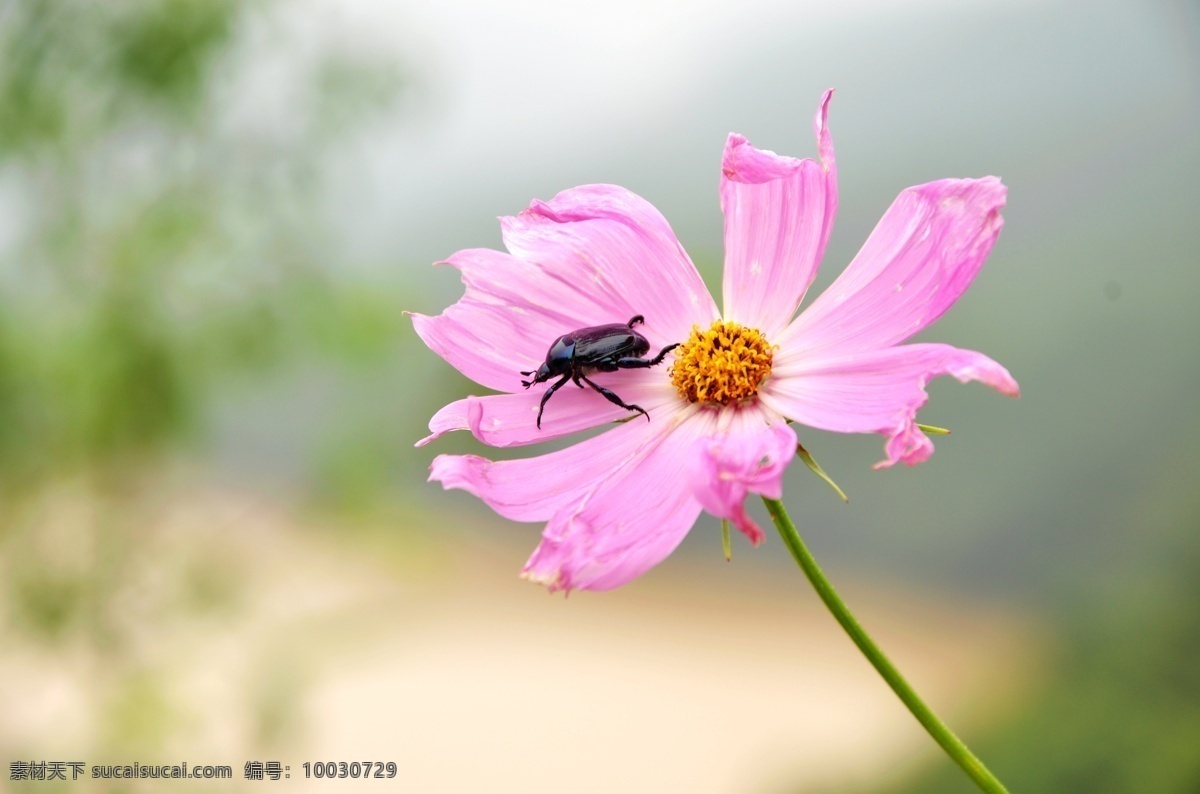 小 昆虫 虫子 粉花 花朵 生物世界 树木 鲜花 小昆虫 黒虫 小虫 小草