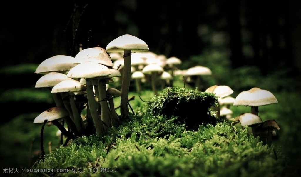 蘑菇草丛 蘑菇 草丛 草地 森林 幻境 魔幻 奇景 奇境 魔法 原画 自然景观 自然风景