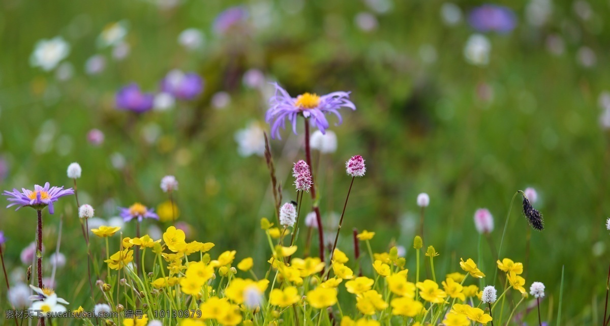 红原花海 四川 阿坝 红原 花海 草原 花草 生物世界