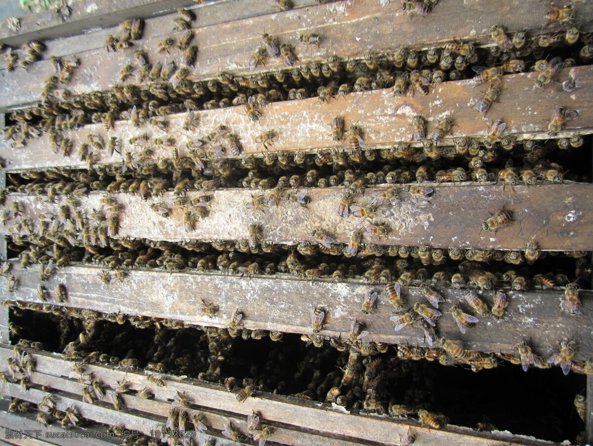 蜜蜂 蜂蜜 昆虫 生物世界 黑色