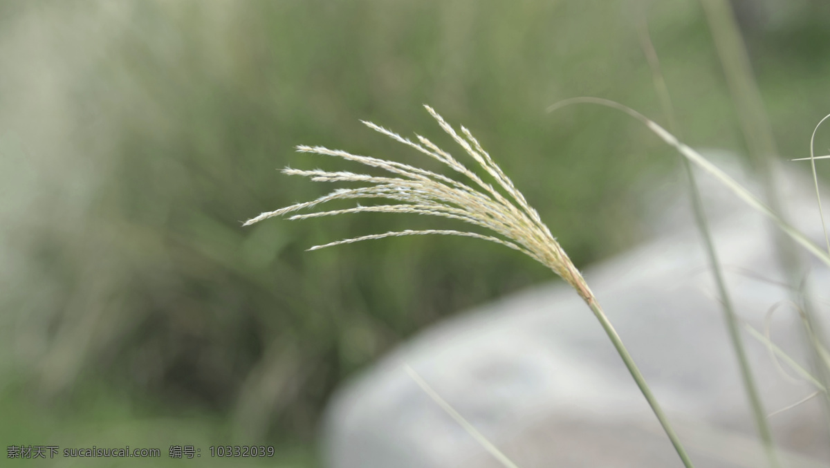 芦苇 照片 背景 风景 田园 写真 植物 生活 旅游餐饮