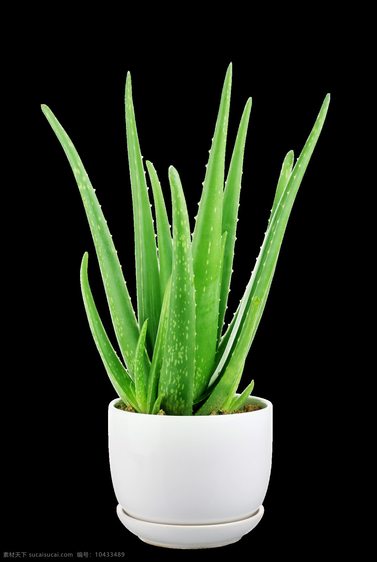 家居 摆放 盆栽 芦荟 透明 装饰 白色 花盆 绿色 免扣素材 透明素材 植物 装饰图片