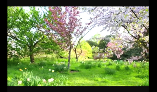 春暖花开 视频 春天视频素材 视频素材 舞台 背景 花朵视频 花朵 歌舞 舞蹈 其他视频