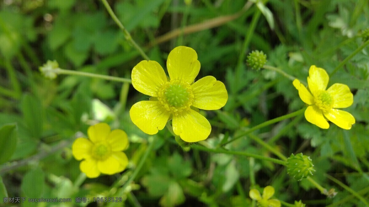 野花 春天 花草 花朵 黄色 绿色 生物世界 psd源文件