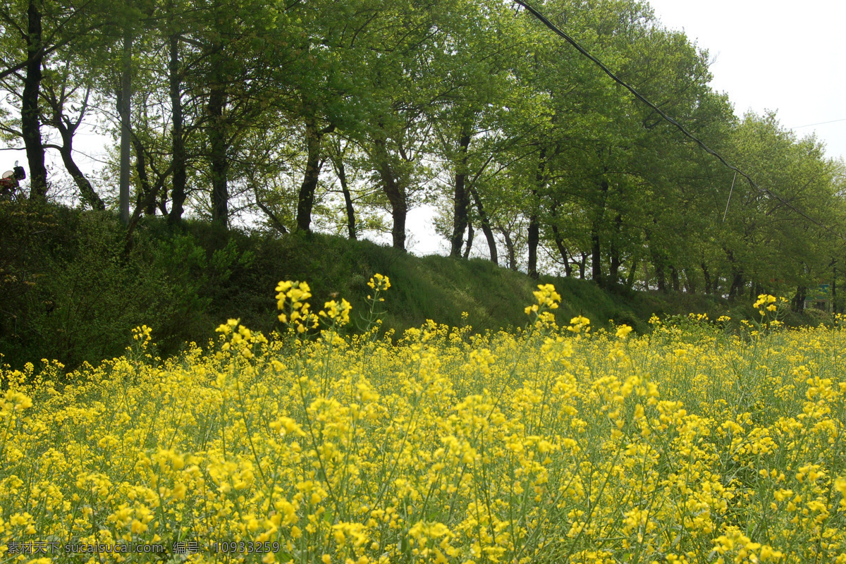 油菜 春光 田园风光 自然景观 春天的油菜 河堤 春天的油菜田 psd源文件