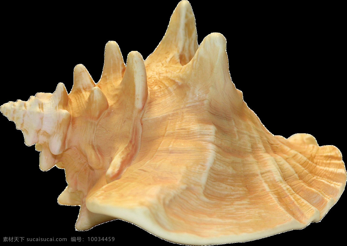 海螺 壳 海洋 背景 水产 贝类 插图 扇贝 贝壳 图形 海 水下 自然 海边 各类素材