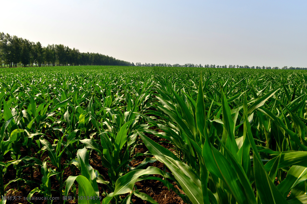 玉米成长地 东北玉米 玉米成长期 玉米地 东北玉米地 现代农业种植 玉米种植 合作社种植 现代大农业 现代化种植 田地 田间 广阔土地 农业生产 现代科技