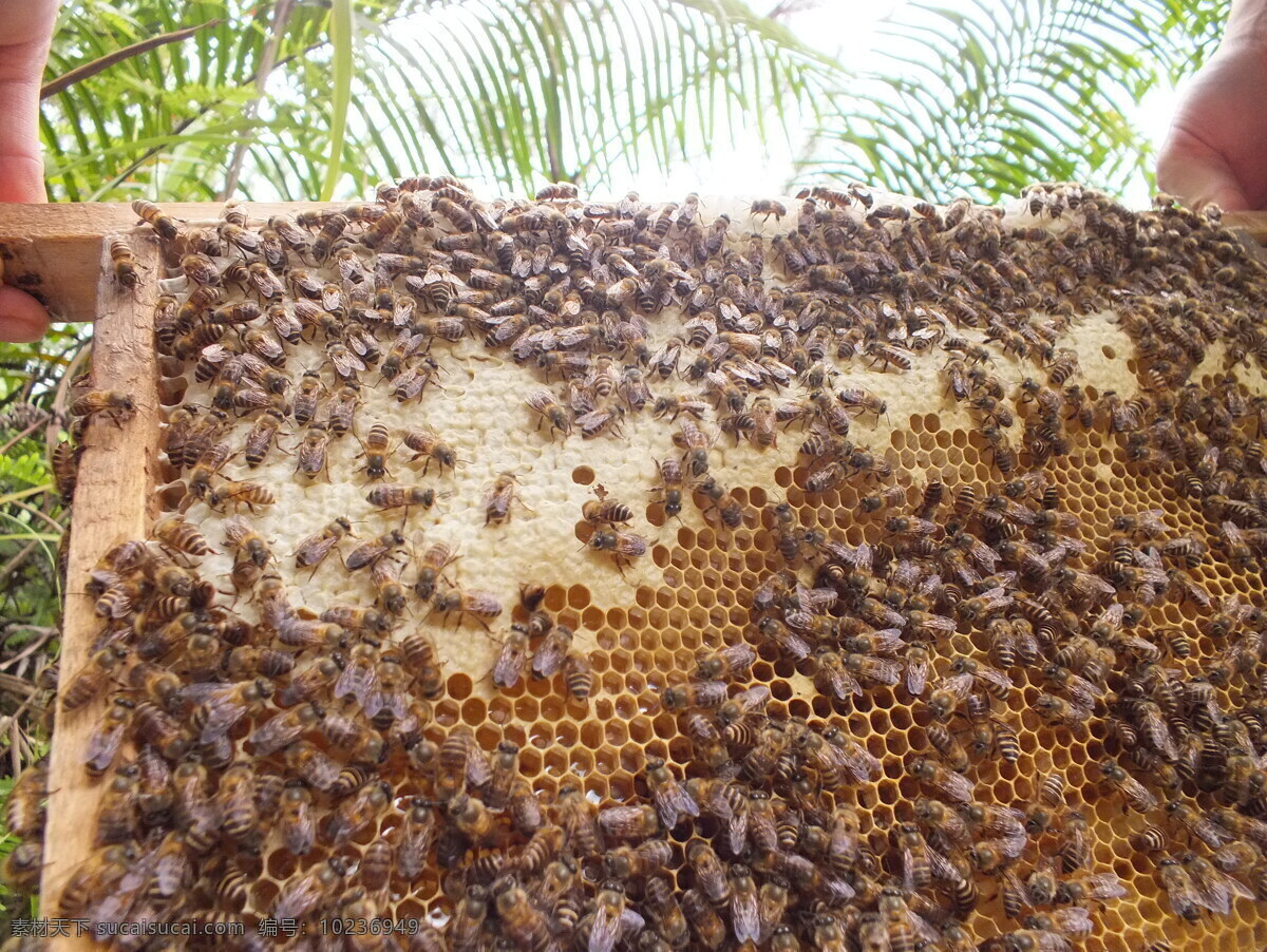 蜂巢脾图片 蜜蜂巢脾 一筐蜂 中蜂蜂 小蜜蜂 蜜蜂 生物世界 昆虫