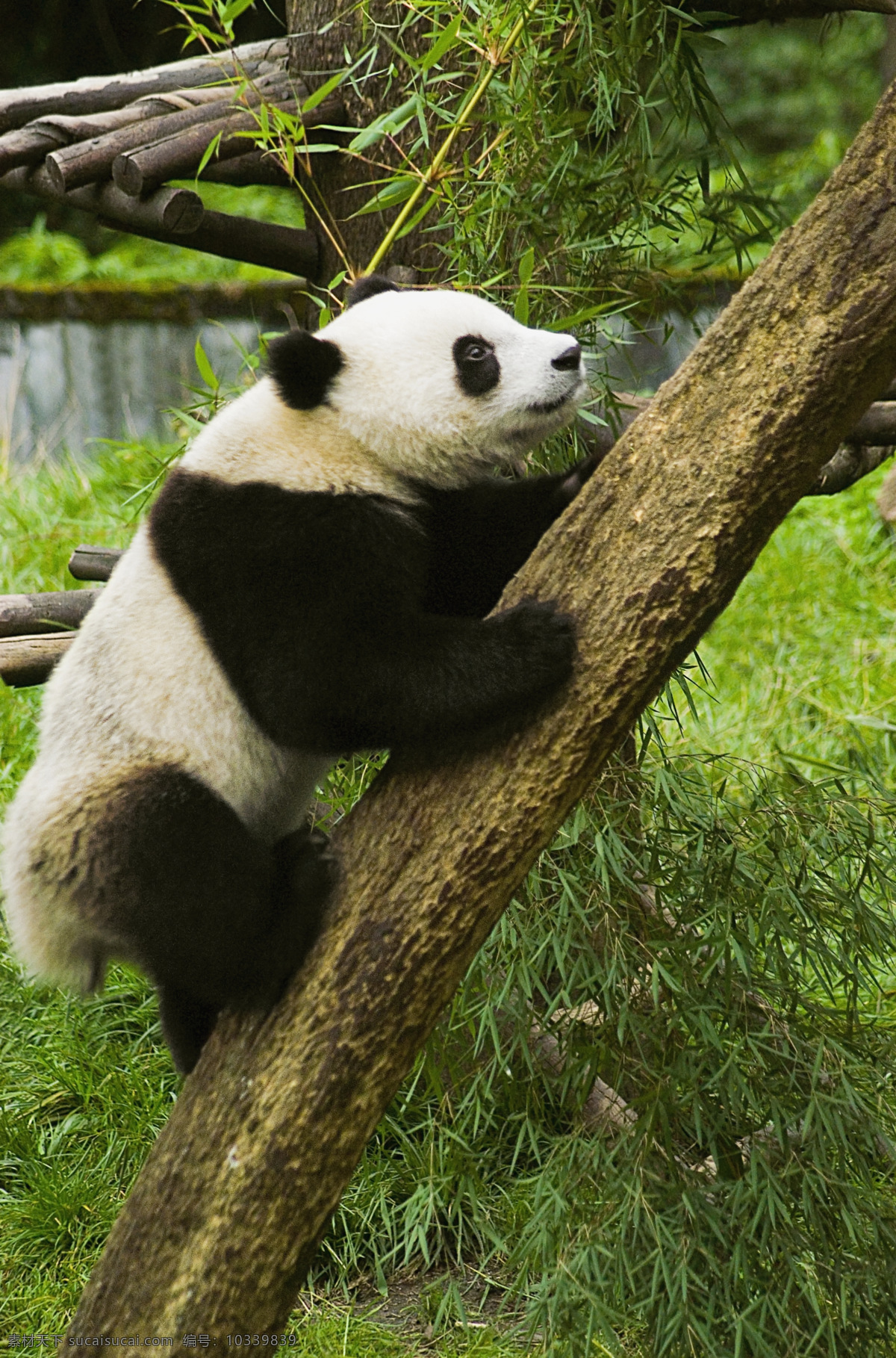 熊猫 野生动物 生物世界 高清图片 jpg图库 摄影图片 竹子 竹叶 爬树 国宝 国宝熊猫 陆地动物 黑色