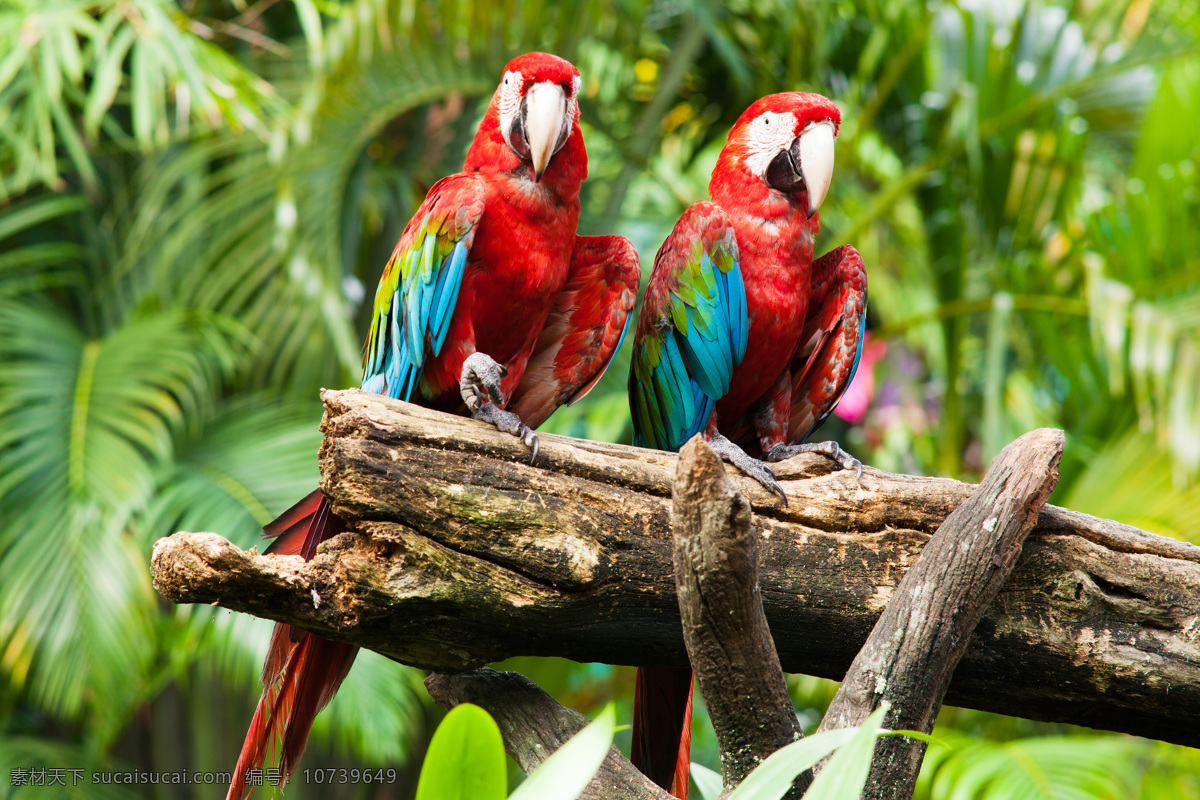 红色 漂亮 鹦鹉 树枝上的鹦鹉 可爱动物 鸟类动物 动物世界 空中飞鸟 生物世界