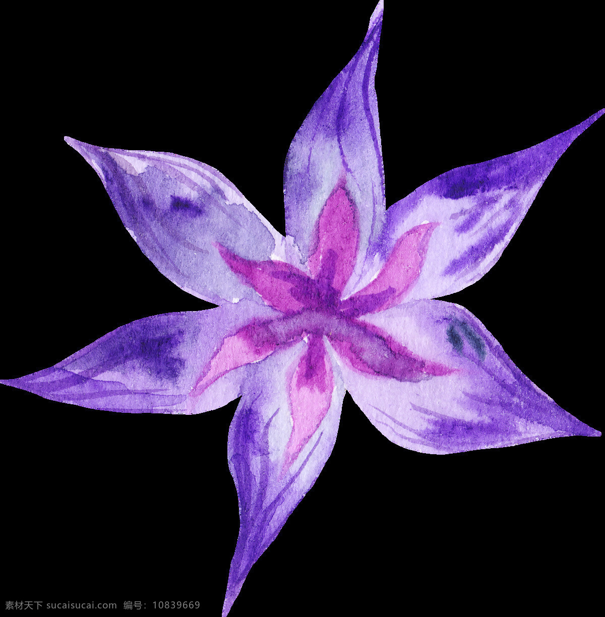 盛开 紫色 花卉 卡通 水彩 透明 抠图专用 装饰 设计素材