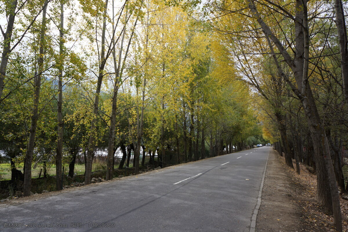 西藏公路 西藏风景 西藏树林 西藏风光 公路 公路两旁树 美丽公路 公路绿化 西藏道路 道路 旅游摄影 自然风景