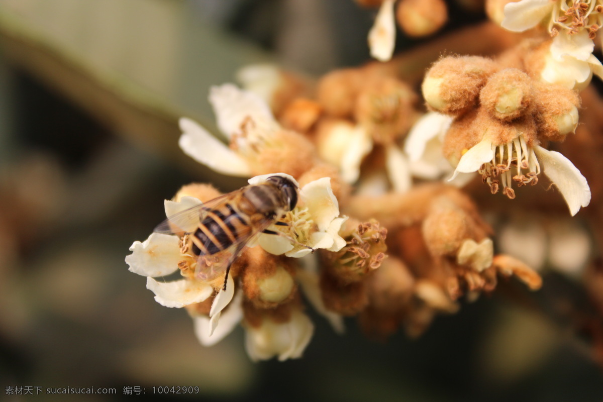 蜂恋枇杷 蜜蜂 枇杷花 树枝 白色花朵 采蜜 昆虫 生物世界