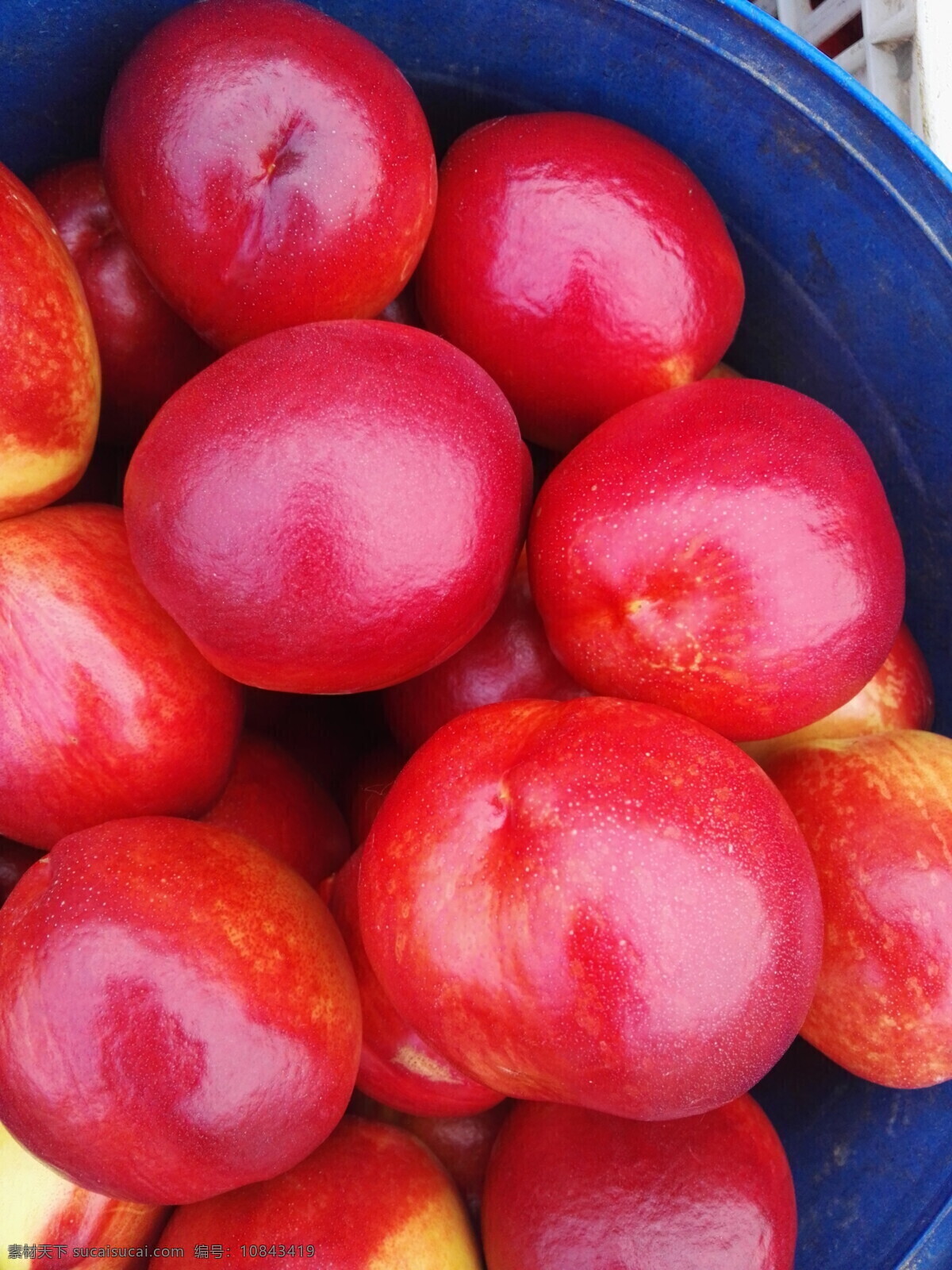 油桃 颜色艳 亮度好 果面细 个头大 口感佳 生物世界 水果