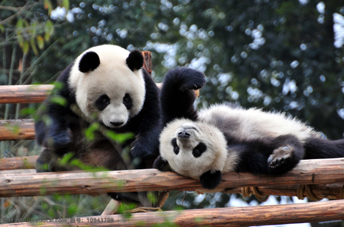 大熊猫 可爱 熊猫 国宝 动物 野生动物 生物世界