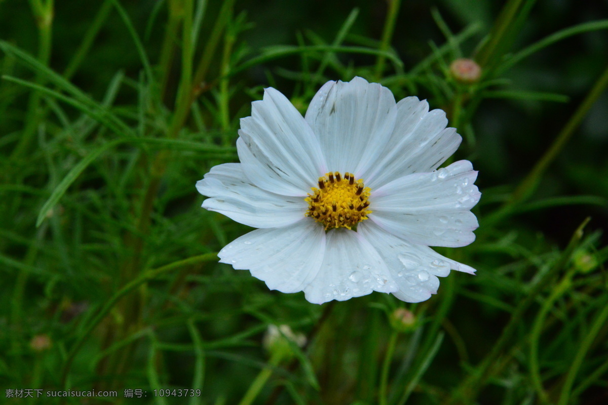 雨中小花 雨中 白色 娇艳 小花 夏季 生物世界 花草