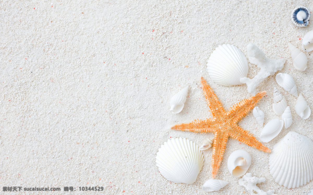 沙滩背景素材 海洋风景 沙滩背景 海滩 背景素材 海螺 海星 贝壳 海洋海边 自然景观 白色