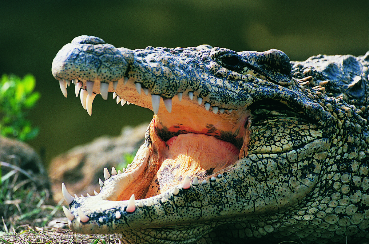 张嘴 鳄鱼 动物 野生动物 锋利牙齿 陆地动物 生物世界