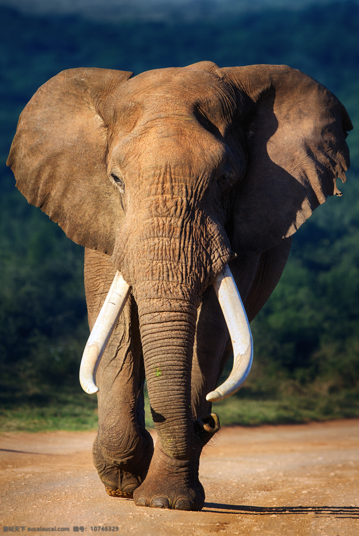 非洲大象 非洲象 大象 野生动物 象鼻 长鼻
