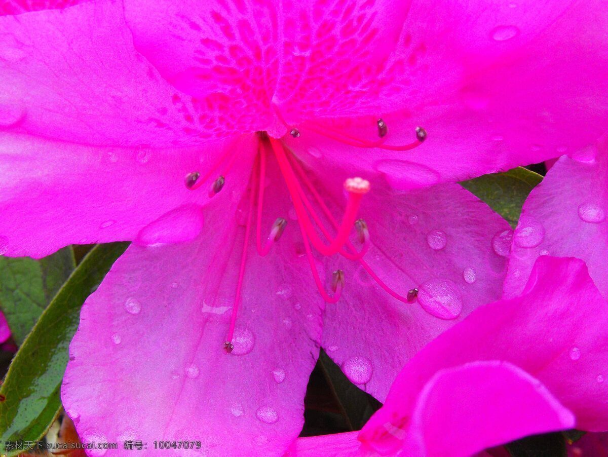 映山红 上海 灵石公园 水珠 微距拍摄 花草 生物世界 紫色