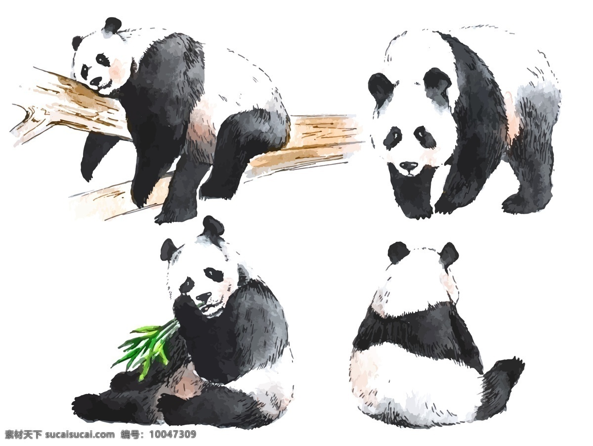 水彩 绘 国宝 熊猫 插画 动物 可爱 水彩绘 生物世界 野生动物