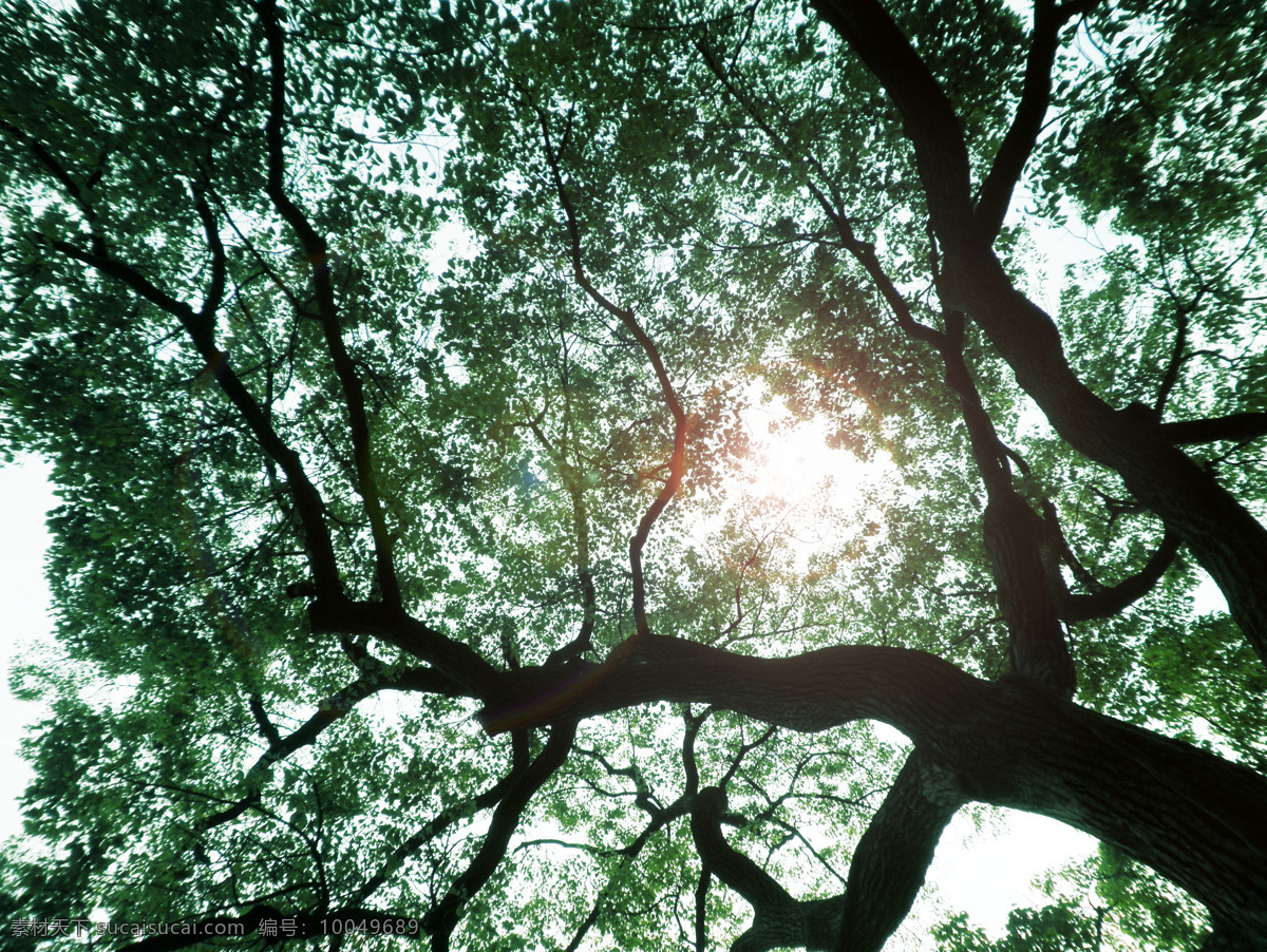 香樟树 摄影素材 自然景观 自然风景 树木 太阳 下 树木树叶 生物世界