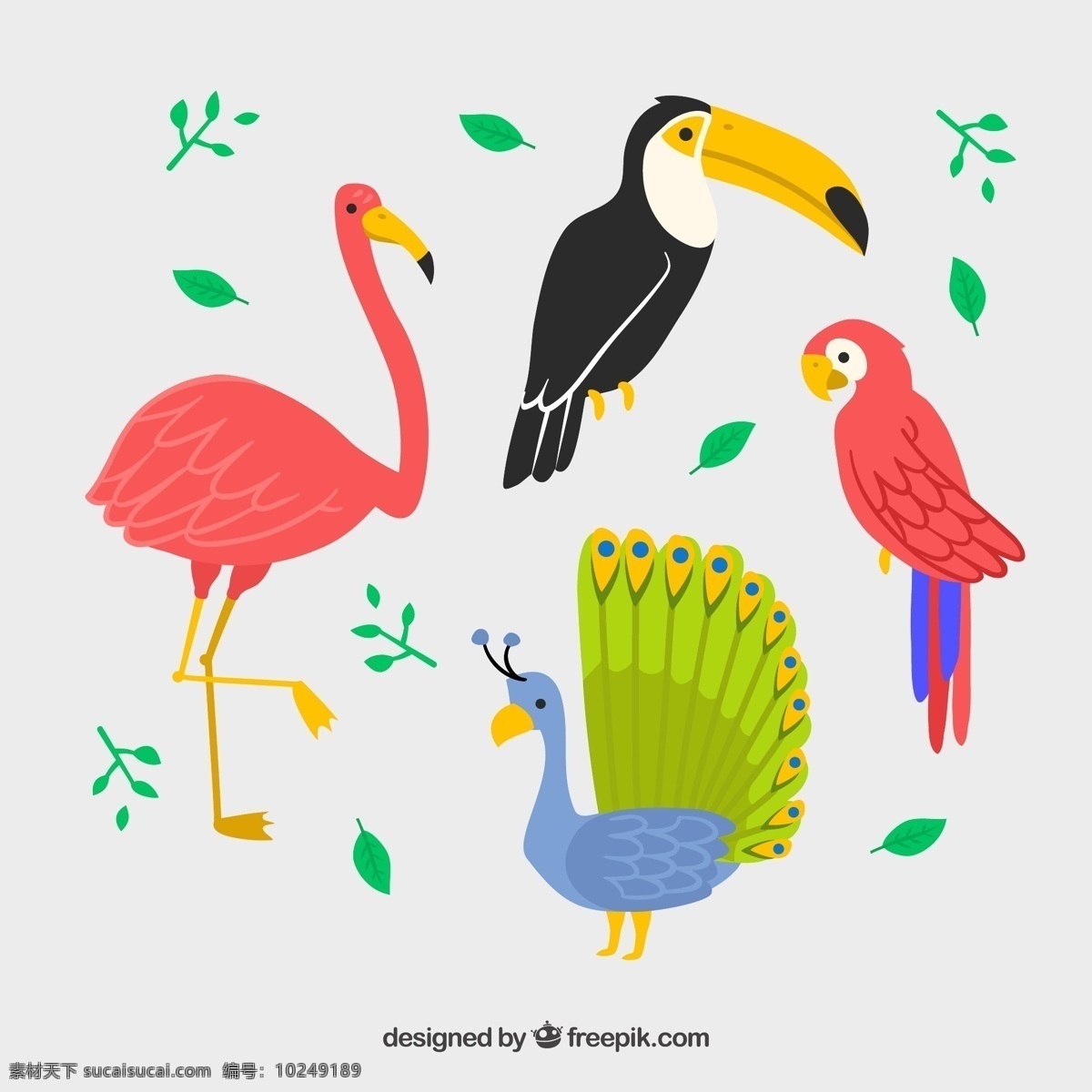款 彩色 火烈鸟 鹦鹉 鸟类 矢量 犀鸟 孔雀 叶子 动物 鸟 矢量图