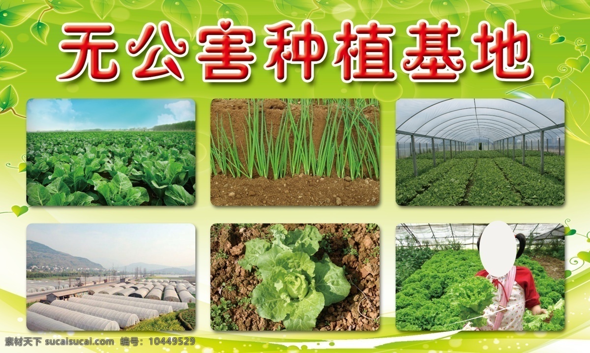 无公害 种植 基地 大棚 实景大棚 蔬菜基地 种植基地 新鲜蔬菜