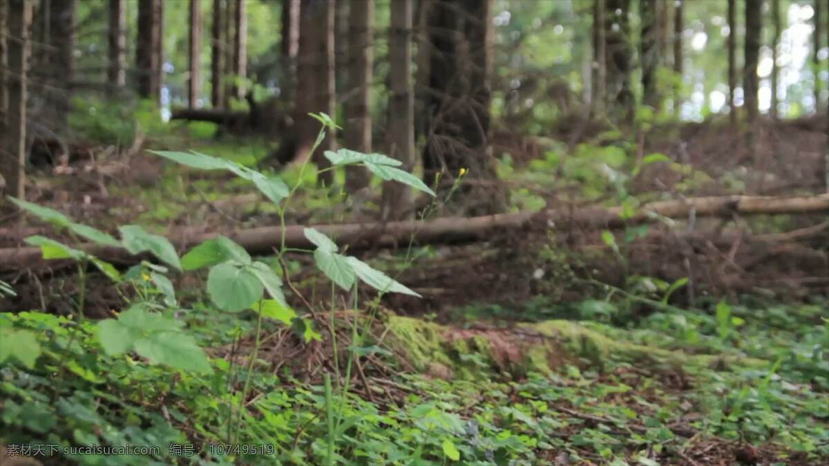 森林 场景 跟踪 镜头 自然 叶 树 绿叶 分支 木材 伍兹 林地 在户外 荒野 野生的 平静的 和平 宁静 安宁 绿色 花园 公园 地面 林下 苔藓